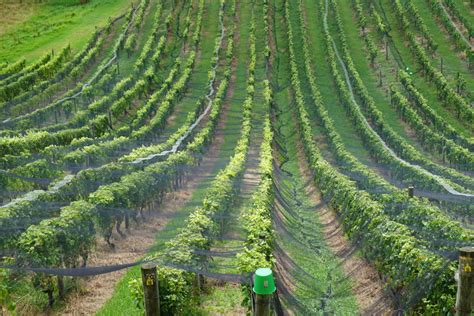 Free Images Landscape Vineyard Wine Harvest Crop Soil