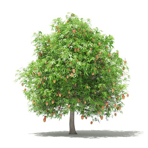 Find images of mango tree. Mango Tree with Fruits 3D Model 4m by CGAxis | 3DOcean