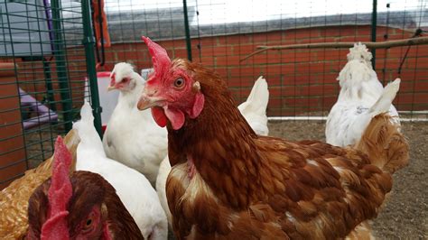Ex Battery Hen For Sale Chickens Breed Information Omlet