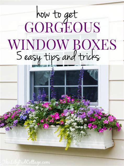 5 Tips For Gorgeous Window Boxes Window Box Flowers