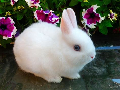 Белый кролик с голубыми глазами 57 фото красивые фото и картинки