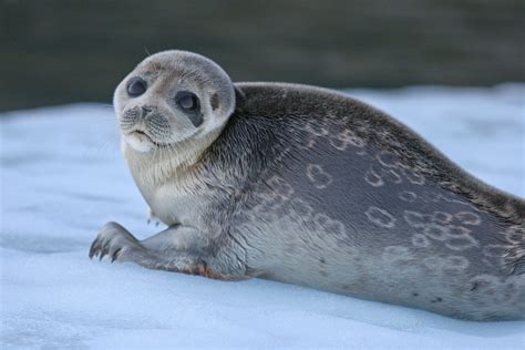 Ringed Seal Nammco