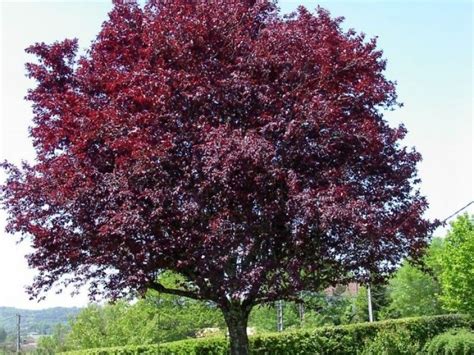Trees Land Scape Design Build Purple Plum Tree Plum Tree
