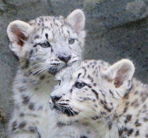 2baby Snow Leopards At Marwell Paulriley Flickr
