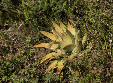 Colorful cacti love sunny windows anywhere. Haworthia marginata Photographed in habitat near the town ...