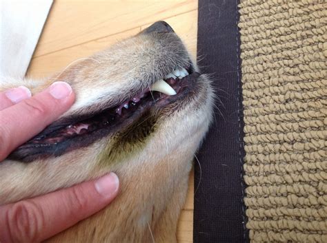 How Do I Get Rid Of Stains Around My Dogs Mouth