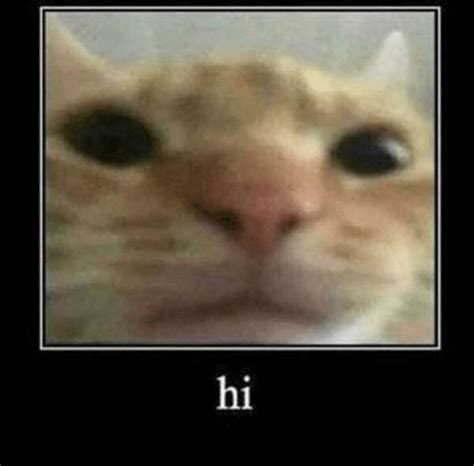 Hi Staring Cat Gusic Cat Memes Cute Cat Memes Funny Cats