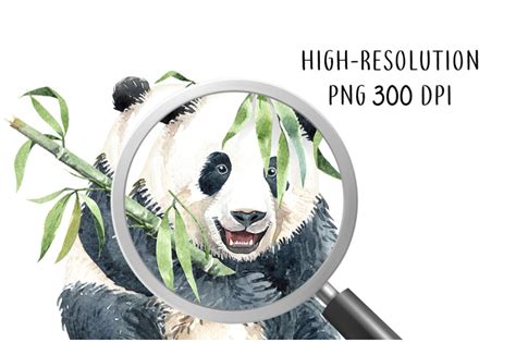 Panda With Bamboo Watercolor Animal Cliparts By Sapg Art Thehungryjpeg