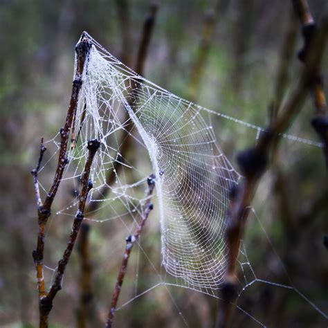 Spider Webs Livin The 10