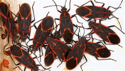 14 Common House Bugs In Michigan 2023 Guide