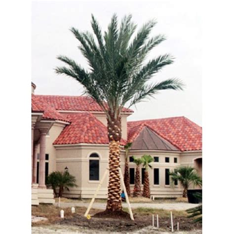 Medjool Date Palm Trees For Sale