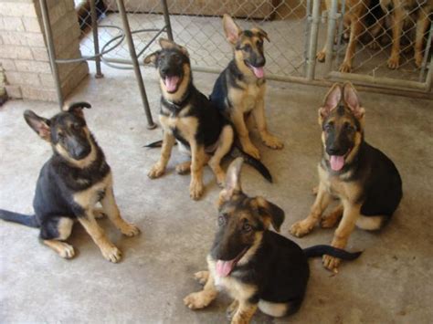 They are well loved and handled regularly by our family, giving them a great start on being well socialized. AKC German Shepherd Puppies for sale - McAllen TX for Sale ...