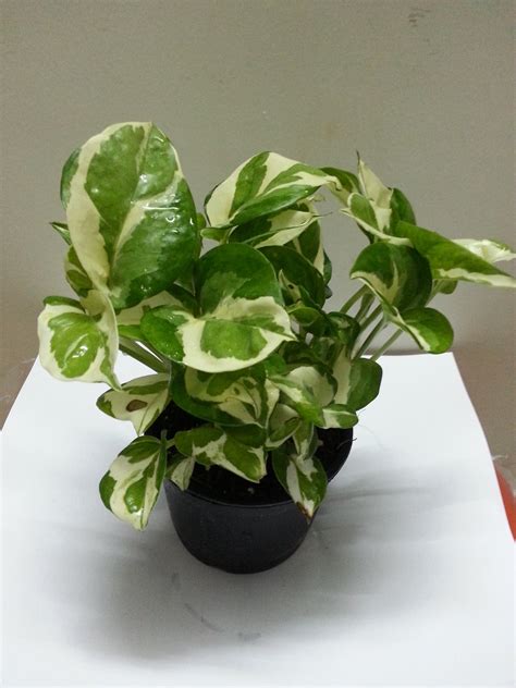 Money plant is popular and known for bringing positivity, prosperity and good luck to the area. Buy Variegated Money Plant Online at best Prices in India ...