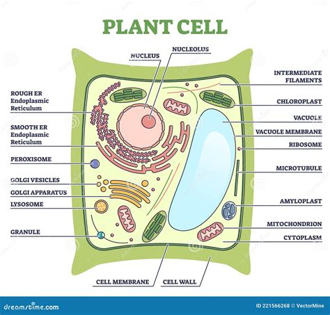 Plant Cell Structure With Inner Parts Labeled Description Outline