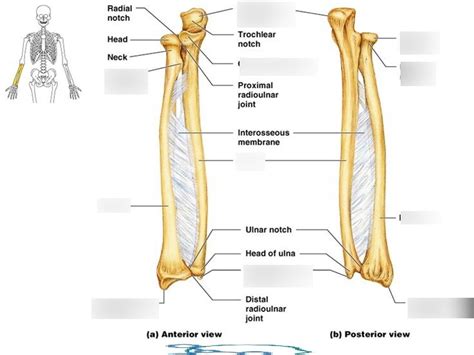 anterior and posterior view of ulna and radius diagram quizlet