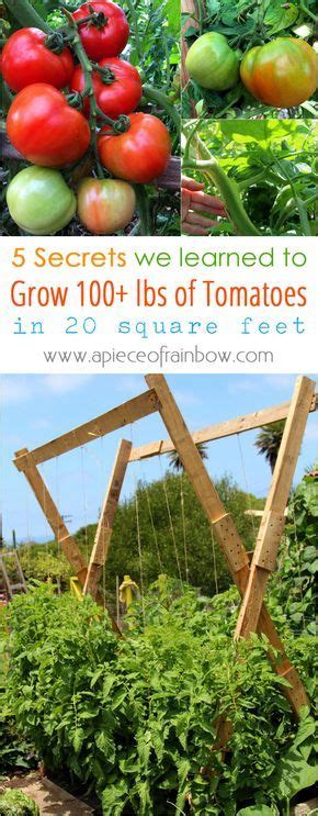 5 Secrets To Grow Tomatoes 100 Lbs In 20 Square Feet Diy Garden