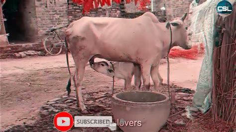 गाय हमारी माता है हमको कुछ नहीं आता है 😂😂😂 Youtube