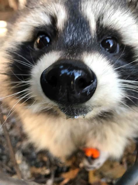 Pin By Apr¡l On Cuties╰´︶ ╯♡ In 2021 Pet Raccoon Cute Animals