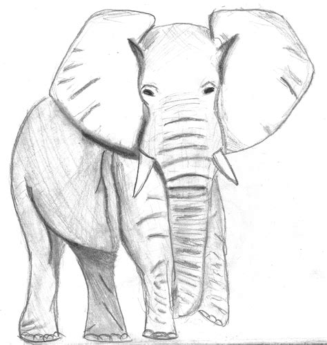 Elefante Dibujo A Lápiz Art Humanoid Sketch
