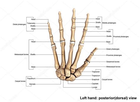Human Left Hand Skeleton Stock Photo By ©sciencepics 121320872