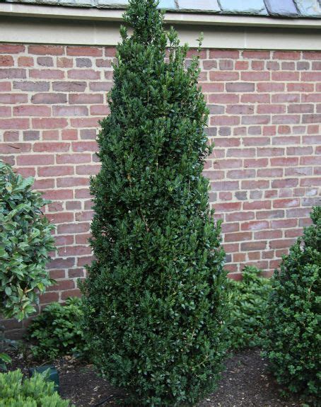 Boxwood Fastigiata Boxwood Buxus Sempervirens Fastigiata From Van Essen