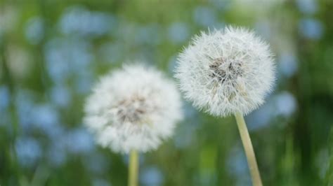 Fluffy Dandelion Flower At Soft Stock Footage Video 100 Royalty Free