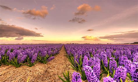 Hd Wallpaper Wide Photography Of A Purple Flower Field Day Earth