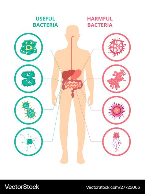Useful And Harmful Bacteria Human Body Poster Vector Image