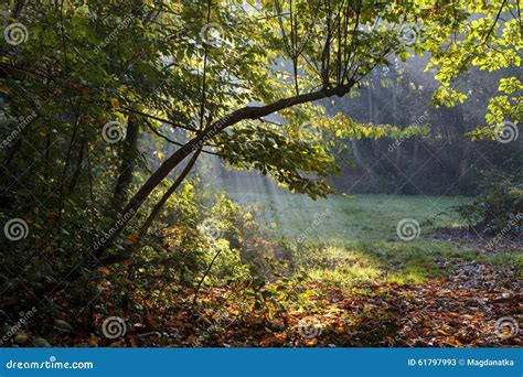 Morning Sun Rays Shining In The Autumn Forest Stock Image Image Of
