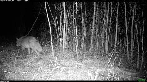 Romping And Rolling In The Rockies The Dangers For A Coyote Of Taking