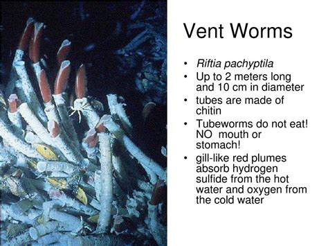 Ppt Hydrothermal Vents Powerpoint Presentation Free Download Id
