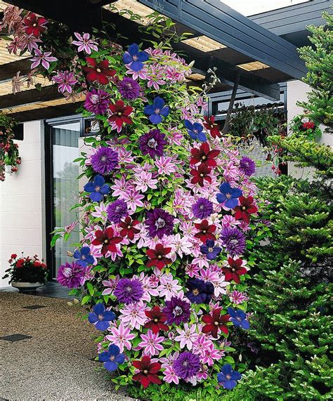 Clematis Are Lovely Bright Colored Climbing Flowers That Will Light Up