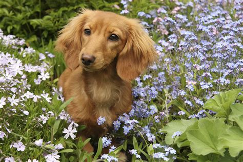 About The Breed Dachshund Highland Canine Professional Dog Training