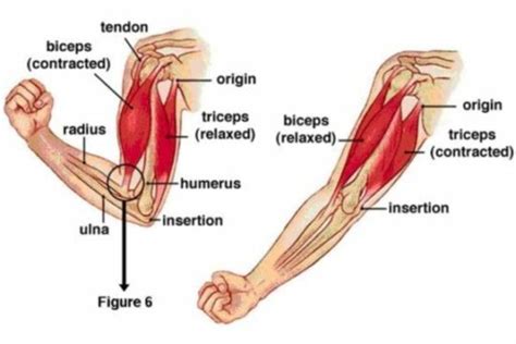 front double bicep pose how to guide lindy health