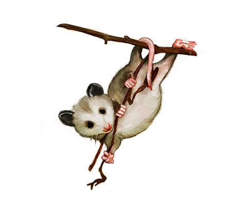 Possum Clipart Free Download On Clipartmag