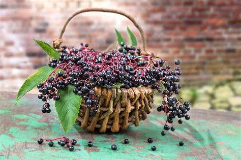 Harvesting And Preserving Elderberry A Fruit For Food And Medicine