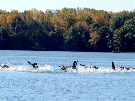 Smith mountain lake is the second largest body of freshwater in virginia after john h. Real Estate Auction: Smith Mountain Lake Fall Spectacular ...