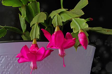 If you're a big fan of the christmas cactus, you probably want to know how to make it bloom just in time for holidays. Houseplants Archives | Page 2 of 3 | Gardener's Path