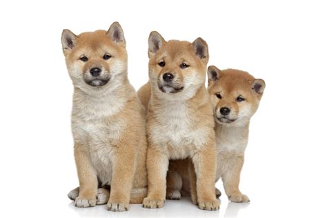 7 Personality Facts About Shiba Inu Dogs Petland Kennesaw