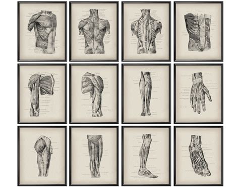 12 Anatomical Print Vintage Anatomy Poster Muscular System Etsy Uk