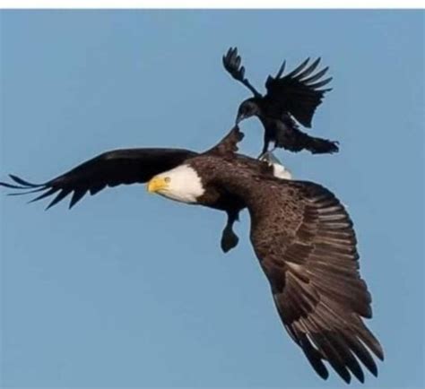 Eagle And Crow Story