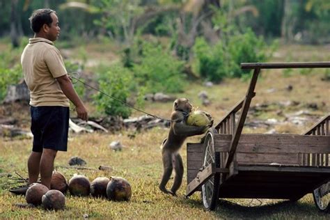 Monkeys In Thailand Exploited As Coconut Picking Machines