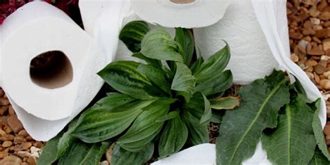 12 Plants That Make Soft Toilet Paper Ask A Prepper