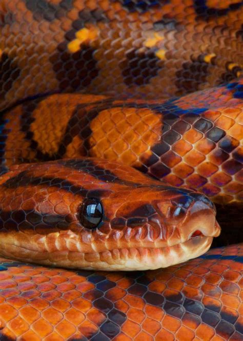 The Rainbow Boa Has Amazing Skin When It Catches The Light It Shines