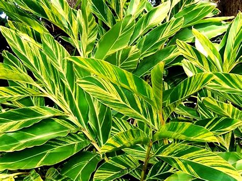 Alpinia variegata shell ginger is used to create a tropical effect in various types of gardens and landscape design, mainly for its stunning foliage even in full sun. Alpinia Zerumbet Variegata For Sale, Wholesale Plants ...