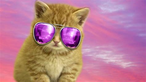 Check spelling or type a new query. Cool Cat HD Wallpaper - WallpaperSafari