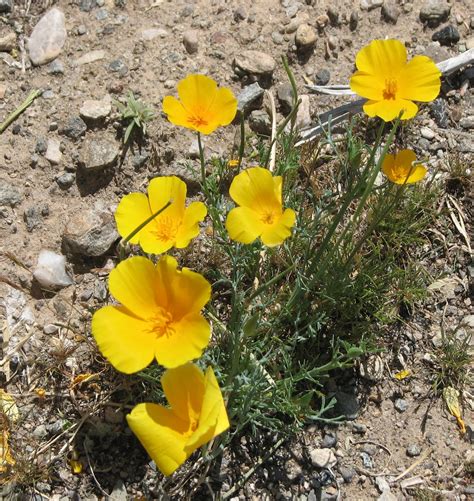 Free standing or on trellis. RV Chuckles: Arizona Desert Flowers