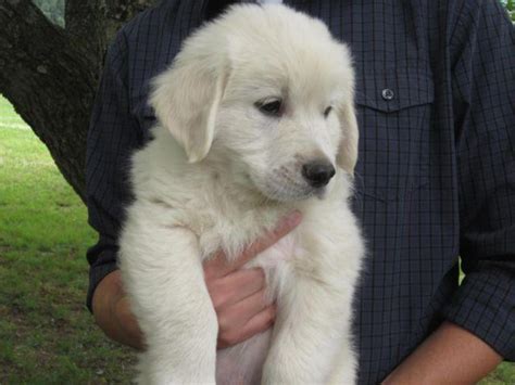 Our dogs are akc registered, have impressive pedigree with multiple national, international, and world champions in their bloodlines. AKC English Golden Retriever Puppies! for Sale in ...