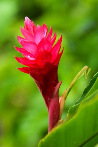 One bulb, aproximately 2 to 3 inches per order. Flowers From Hawaii - Kisvackor Mindennapjai