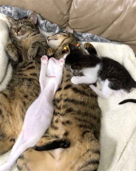 Tabby Cats Took To Orphaned Kittens And Raised Them With Cuddles Love